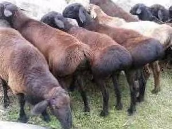 Widder, Schafe — Usbekistan