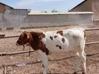 گاو نر, Simmental cattle — عکس 5