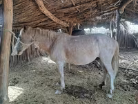 Hingst, Kazakh horse — foto 7