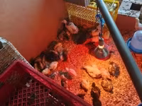 Chickens — picha 2