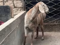 Vædder, Arashan sheep — foto 2