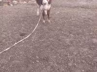 گاو نر, Simmental cattle — عکس 2