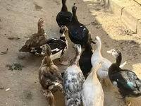 Domestic Muscovy — foto 2
