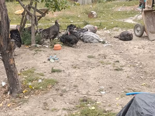 Turkeys