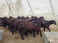 مینڈھا, بھیڑیں — تصویر 2