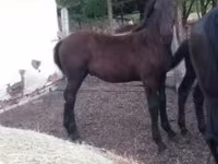 घोड़ा, Nonius horse — फ़ोटो 2