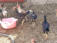 Chickens — รูปภาพ 7