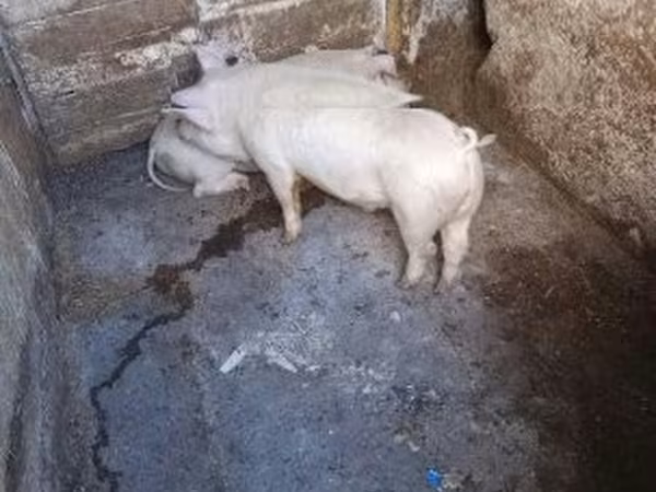 Babi (batch, jenis kelamin tidak disebutkan), Pigs