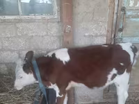 گاو ماده, Simmental cattle — عکس 1