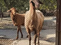 میش, گوسفند — عکس 2