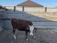 Lo’, Latvian Blue cattle — sawirka 1