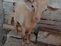 Ri’ dhaddig, Saanen goat — sawirka 6