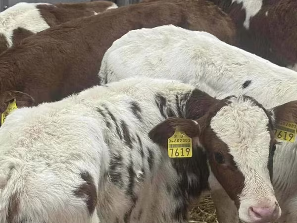 گاو و گوساله (گروه، جنسیت مشخص نشده), Simmental cattle