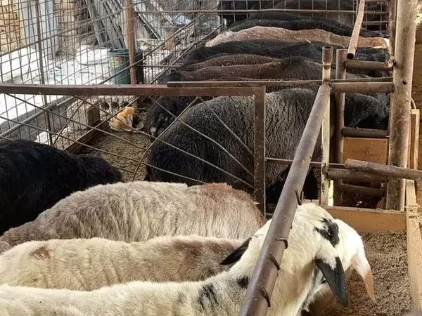 قوچ, گوسفند