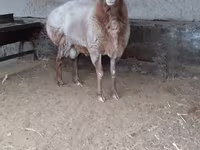 كبش, Edilbay sheep — الصورة 1