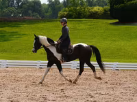 ცხენი, Friesian — ფოტო 4