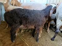 मेढ़ा, Edilbay sheep — फ़ोटो 3