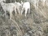 Ямаа, Alpine goat — 2 зураг
