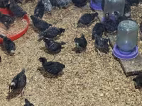 Chickens — photo 1