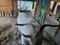 بز نر, Saanen goat — عکس 1