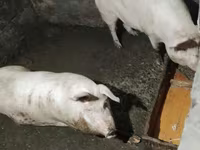 Sow, Pigs — photo 3
