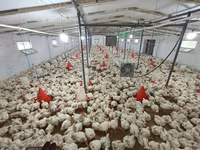 Chickens — fotografija 3