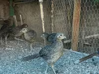 Guinea fowl — புகைப்படம் 1