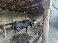 Býk, Russian Black pied cattle — foto 3