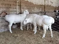 Kambing jantan, Sheep — foto 3