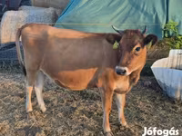 Lembu betina, Jersey breed — foto 1