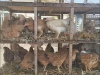 Chickens — fotografija 6