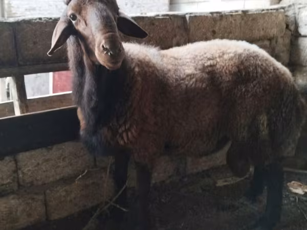 Ram, Schapen