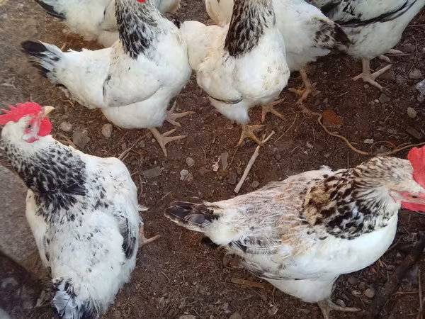 Chickens