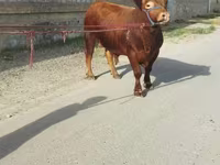 گاو و گوساله (گروه، جنسیت مشخص نشده), Simmental cattle — عکس 2