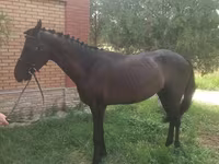 Faras, Anglo-Arabian — sawirka 3