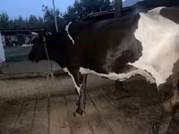 Krava, Russian Black pied cattle — foto 1