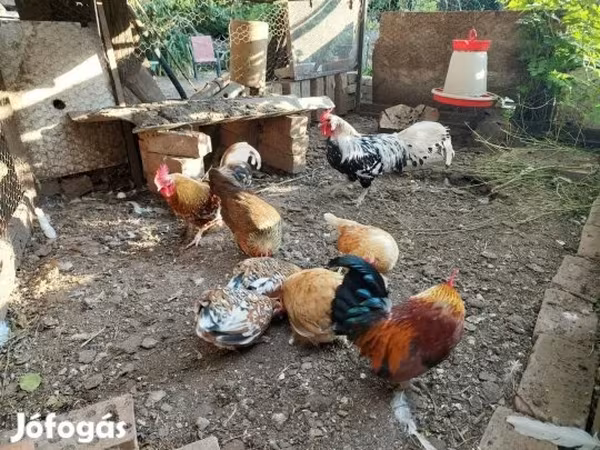 ሃምቡርግ