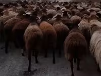 Bélier, Hissar sheep — photo 2