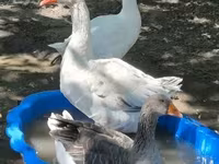 Geese — снимка 2