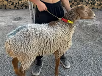 میش, Arashan sheep — عکس 2