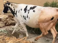 Lembu betina, Russian Black pied cattle — foto 1