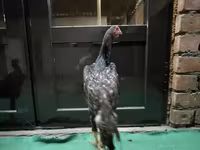 Chickens — foto 8