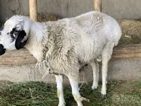 Beran, Hissar sheep — foto 4