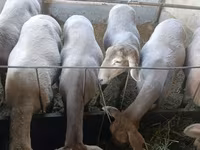 암양, Arashan sheep — 사진 2