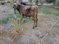گاو نر, گاو — عکس 4