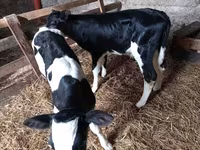 Toro, Russian Black pied cattle — foto 1