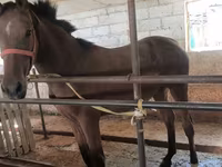 Klisna, Thoroughbred horse — foto 3