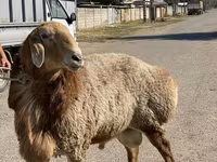 قوچ, Arashan sheep — عکس 8