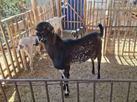 Jarac, Beetal goats — fotografija 6