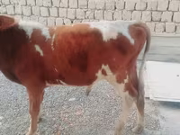 Lembu ternakan (lot, jantina tidak dinyatakan), Cattle — foto 3